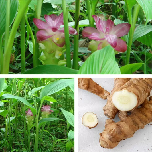 wild Turmeric / Kasturi Turmeric 